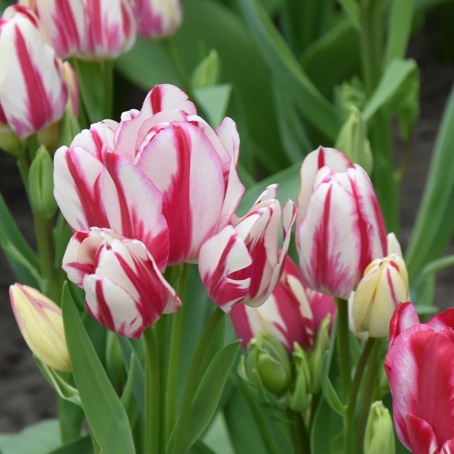 Tulipa Flaming Club