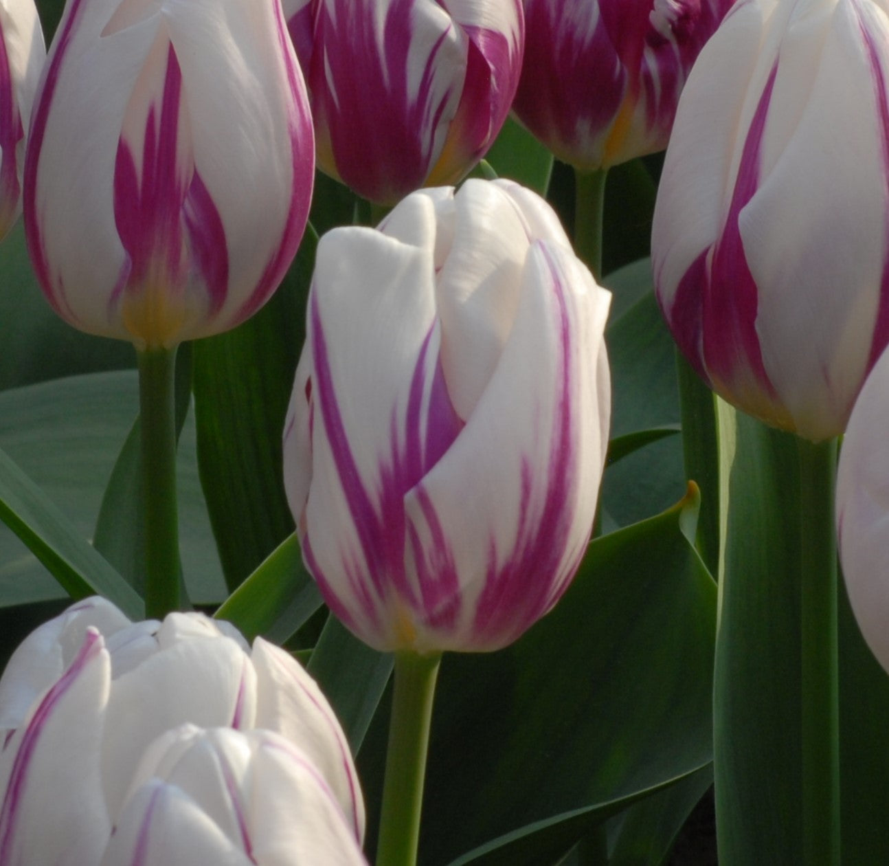 Tulipa Flaming Flag