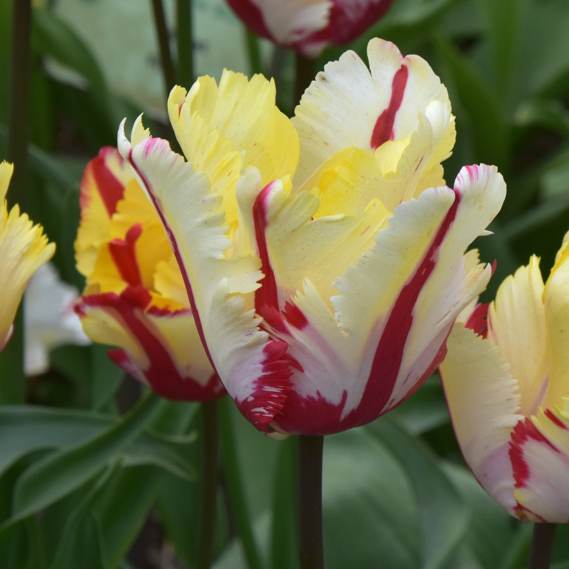 Tulipa Flaming Parrot