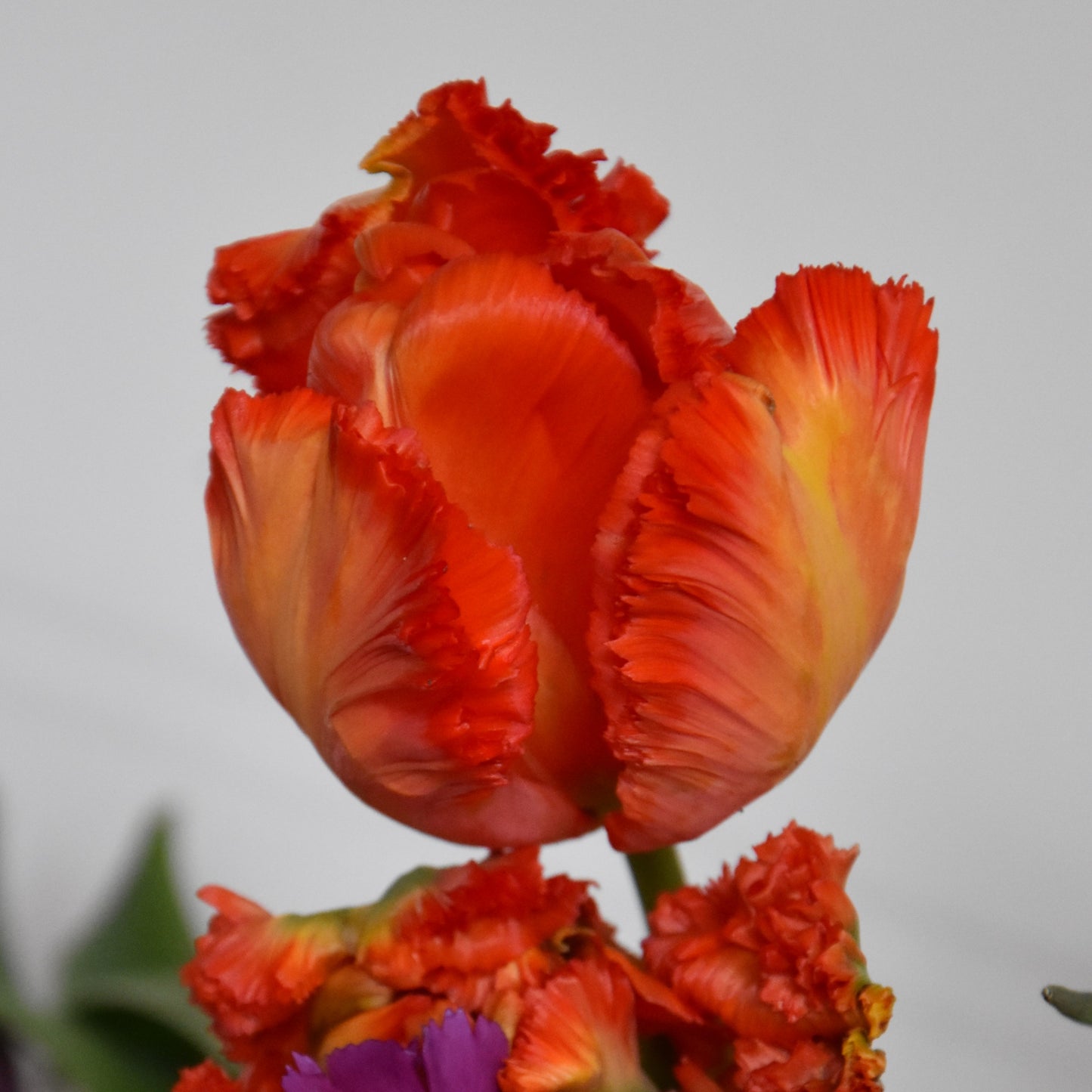 Tulipa Flower Power