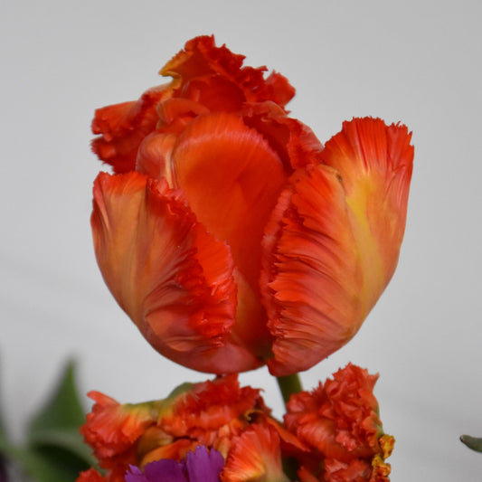 Tulipa Flower Power