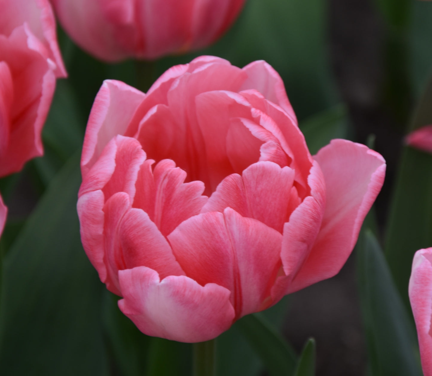Tulipa Foxtrot