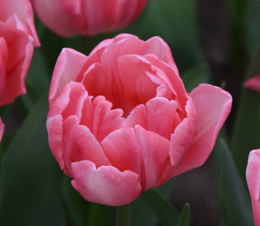 Tulipa Foxtrot