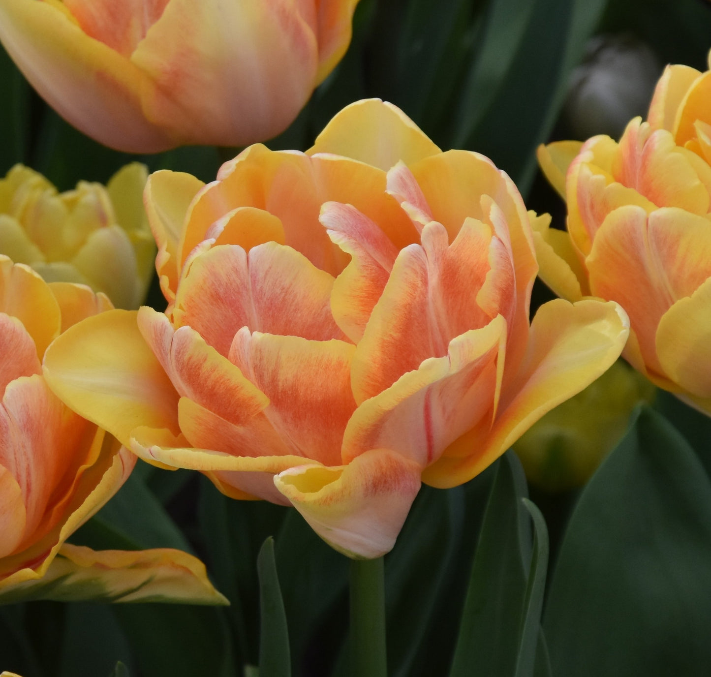 Tulipa Foxy Foxtrot