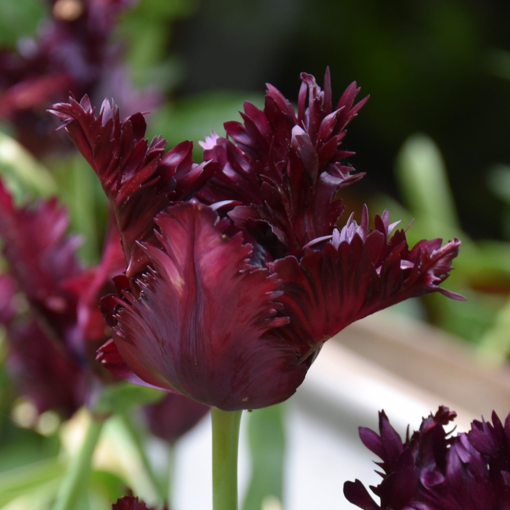 Tulipa Frozen Night