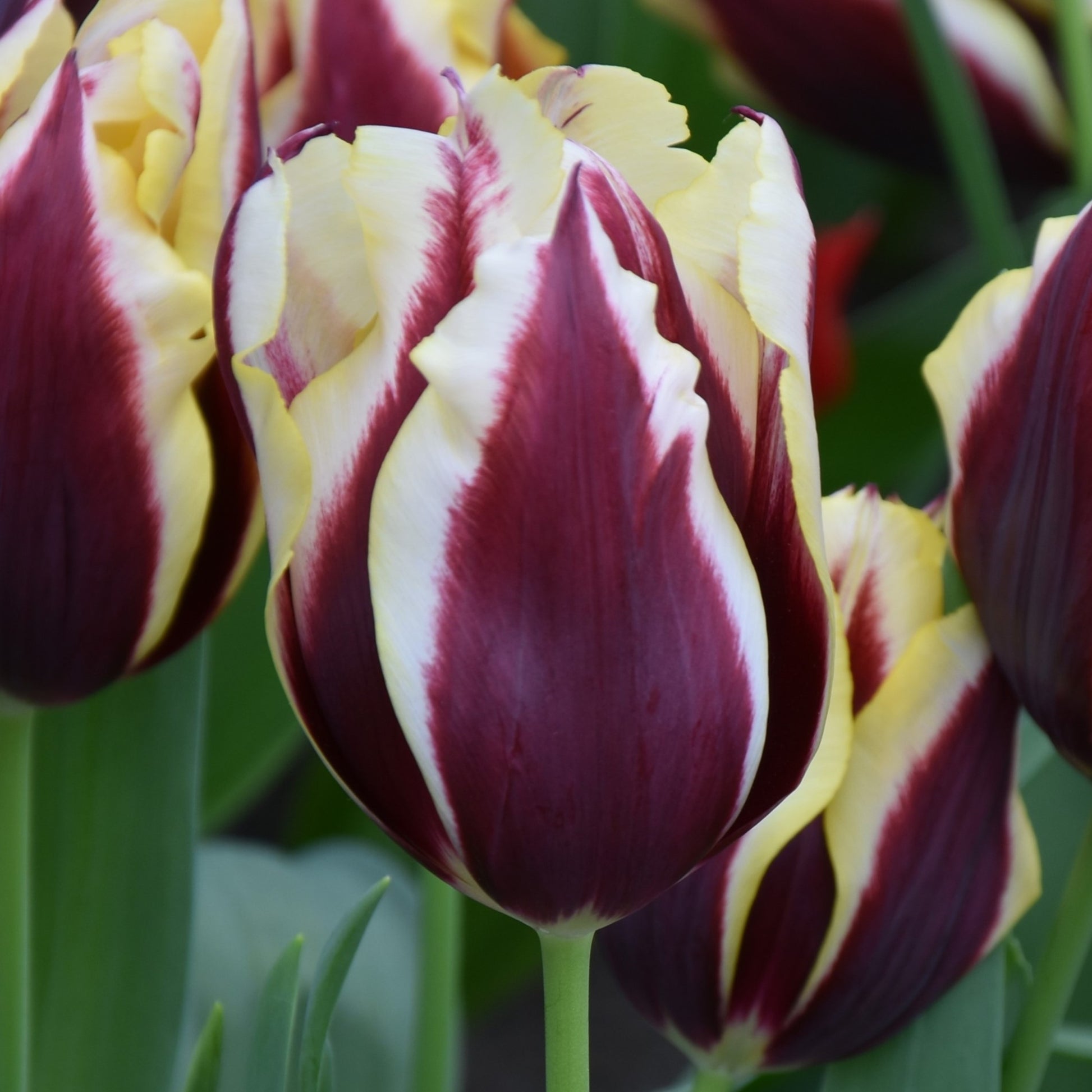 Tulipa Gavota