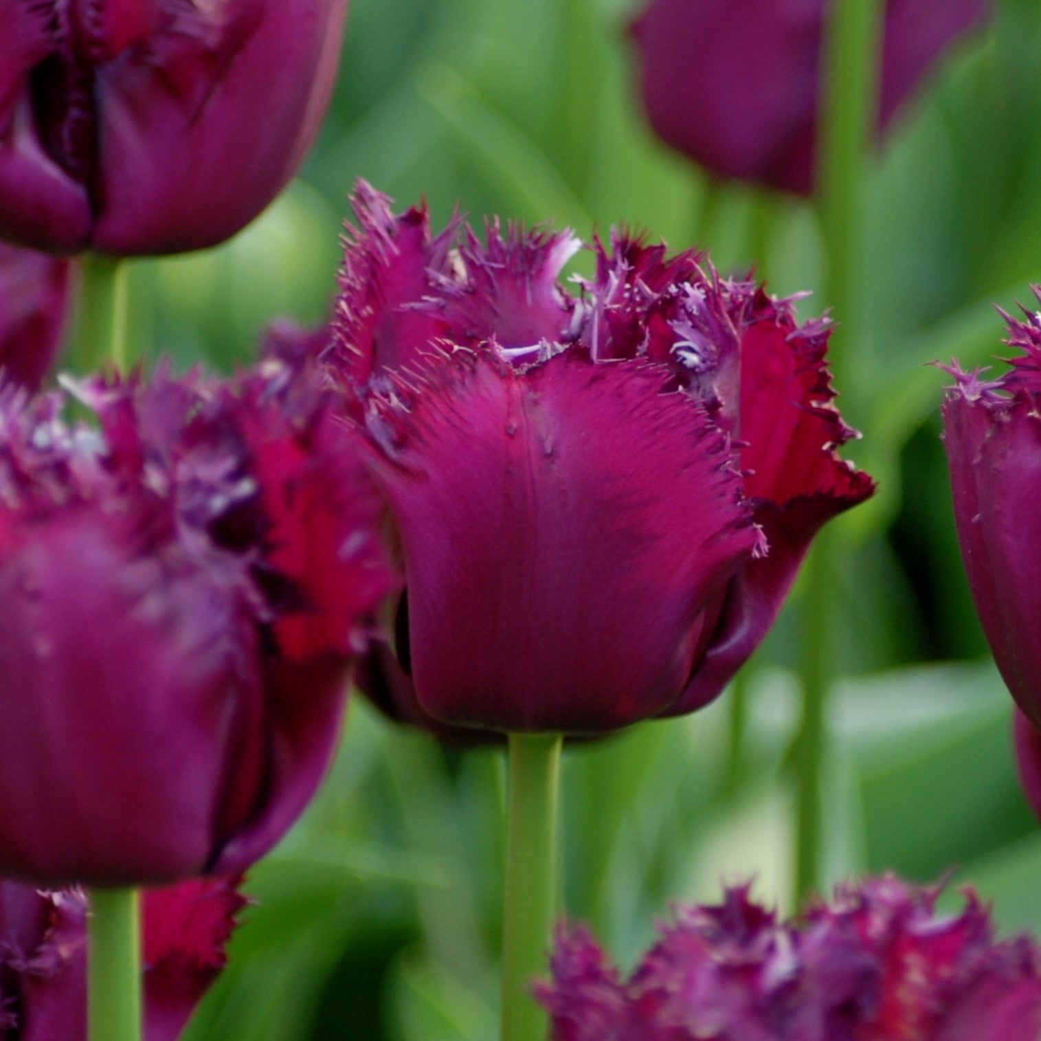 Tulipa Gorilla