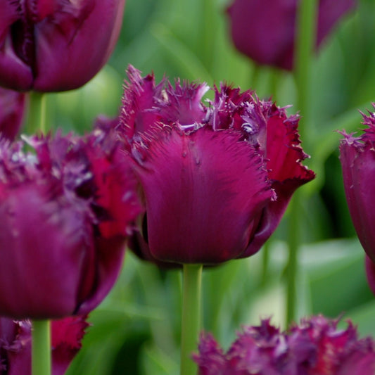 Tulipa Gorilla