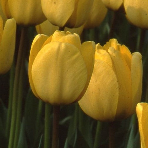 Tulipa Golden Apeldoorn