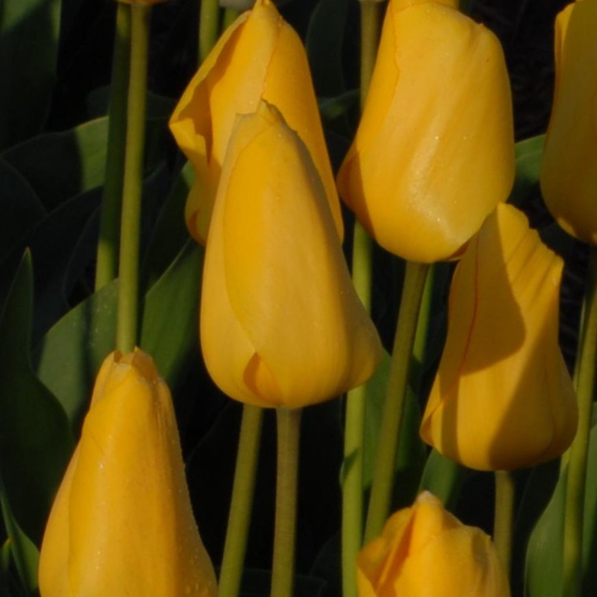 Tulipa Golden Oxford