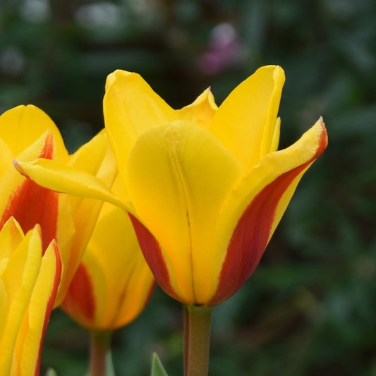 Tulipa Goudstuk
