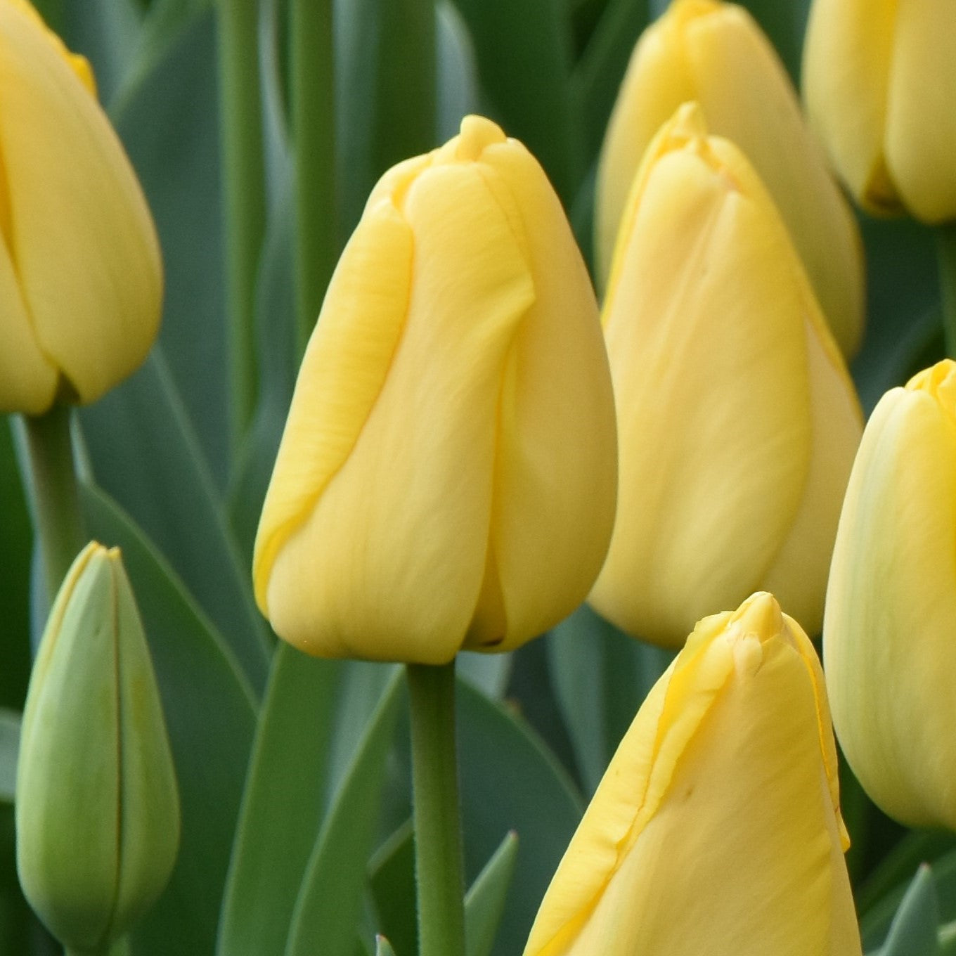 Tulipa Golden Parade