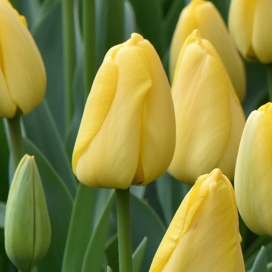 Tulipa Golden Parade