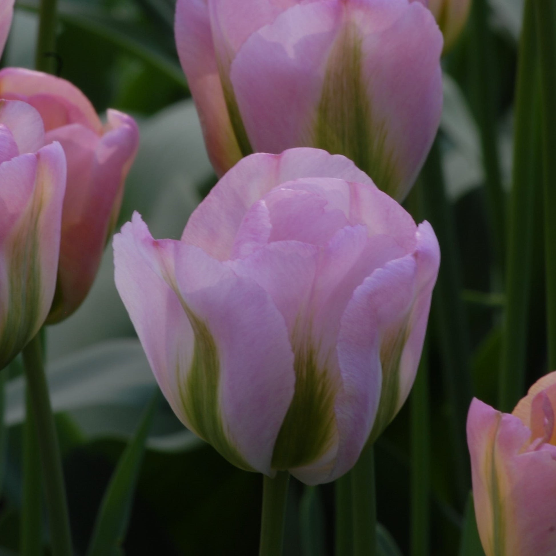 Tulipa Greenland
