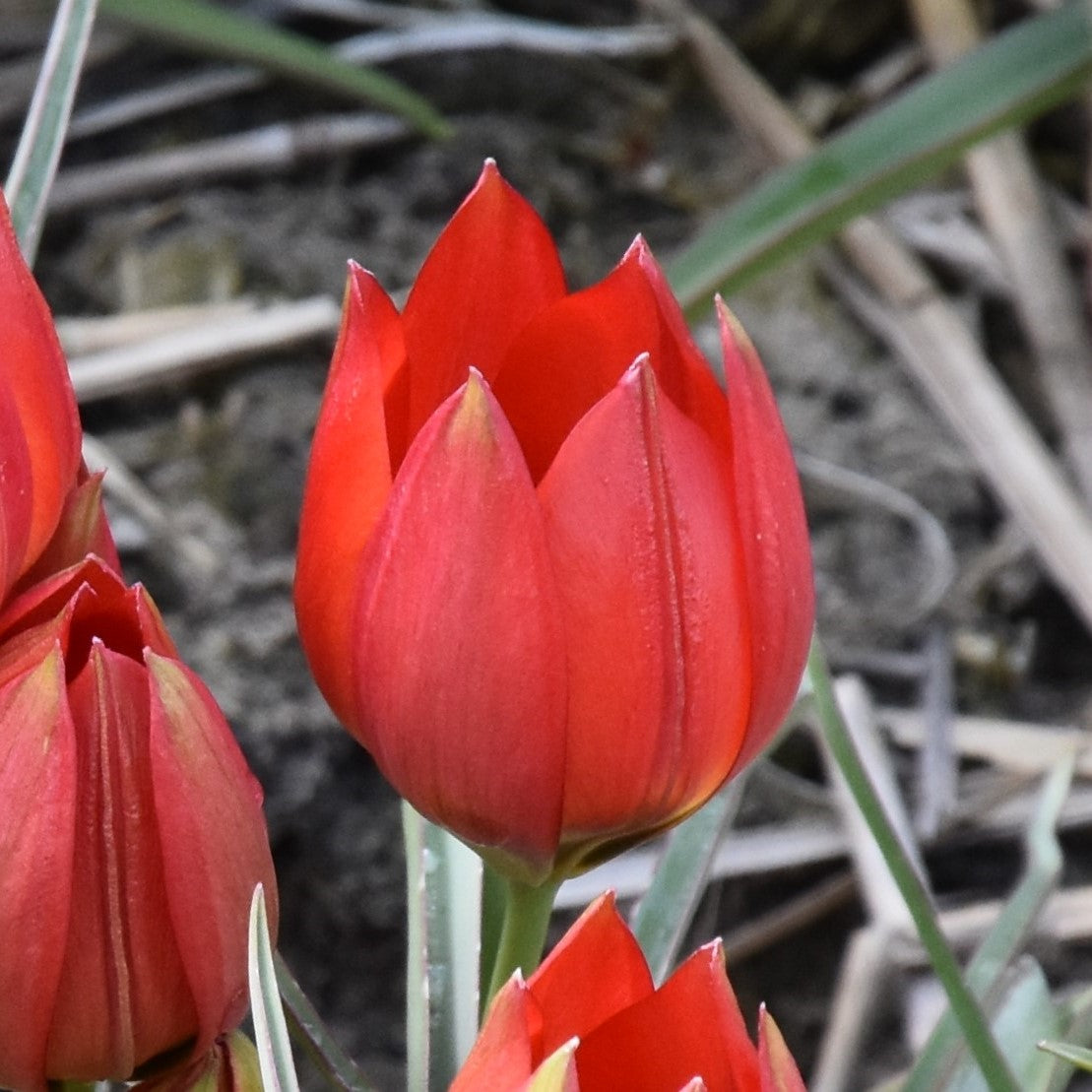 Tulipa hageri
