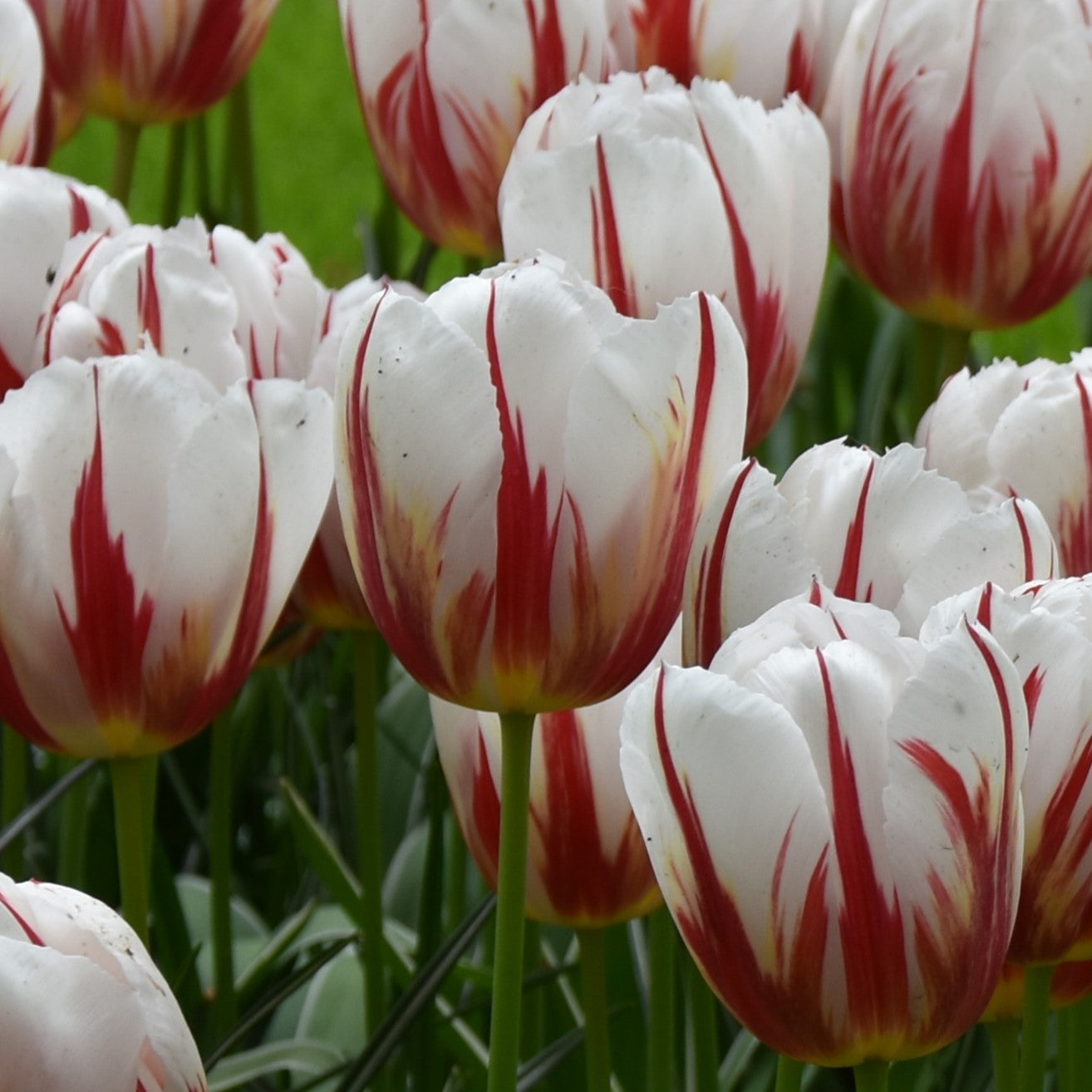 Tulipa Happy Generation