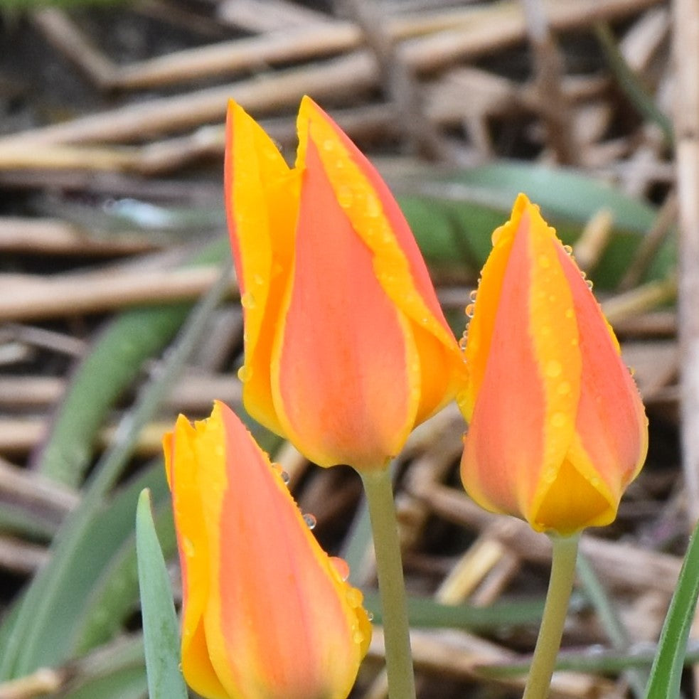 Tulipa heweri