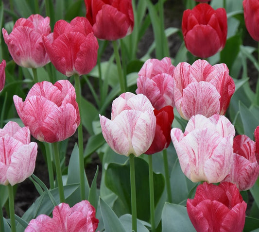 Tulipa Hemisphere