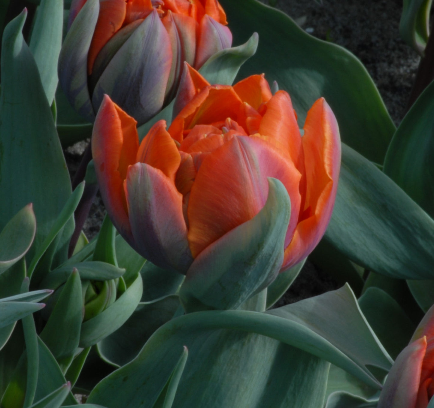 Tulipa Hermitage Double.