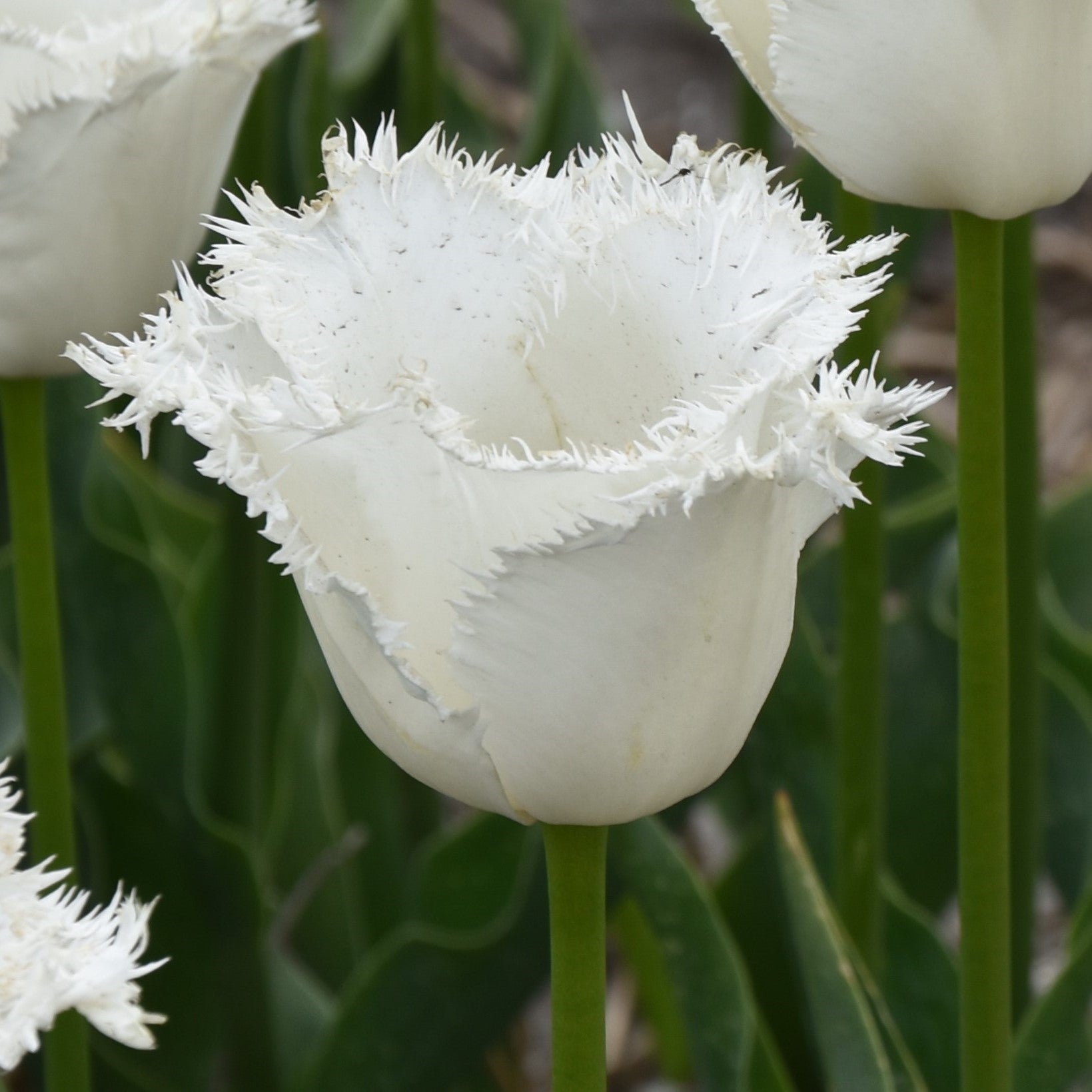 Tulipa Honeymoon