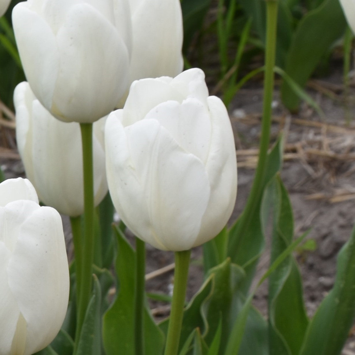 Tulipa Hakuun
