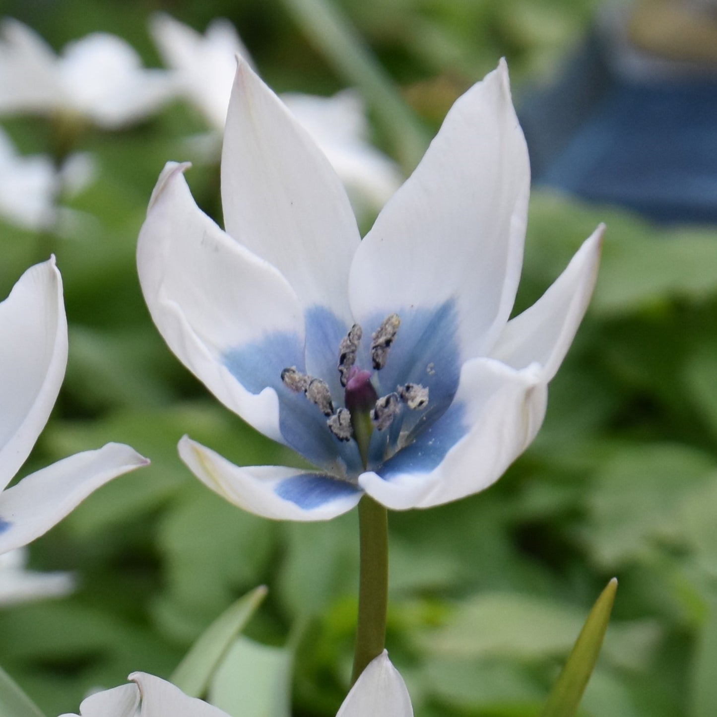 Tulipa humilis 'Albocaerulea'