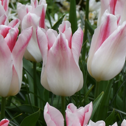 Tulipa Holland Chic