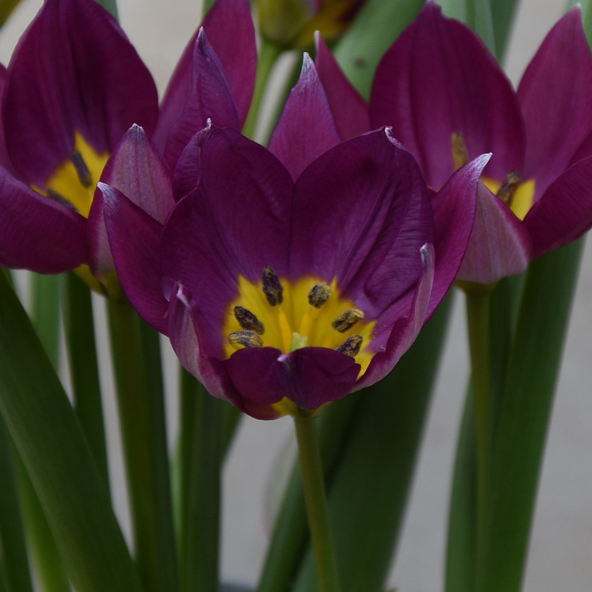 Tulipa humilis 'Persian Pearl'