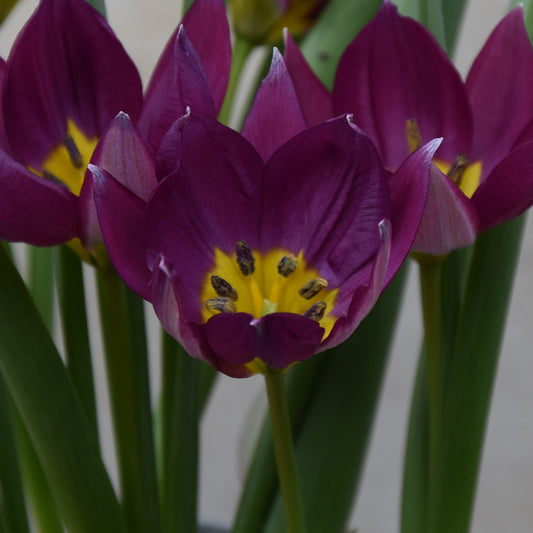 Tulipa humilis 'Persian Pearl'