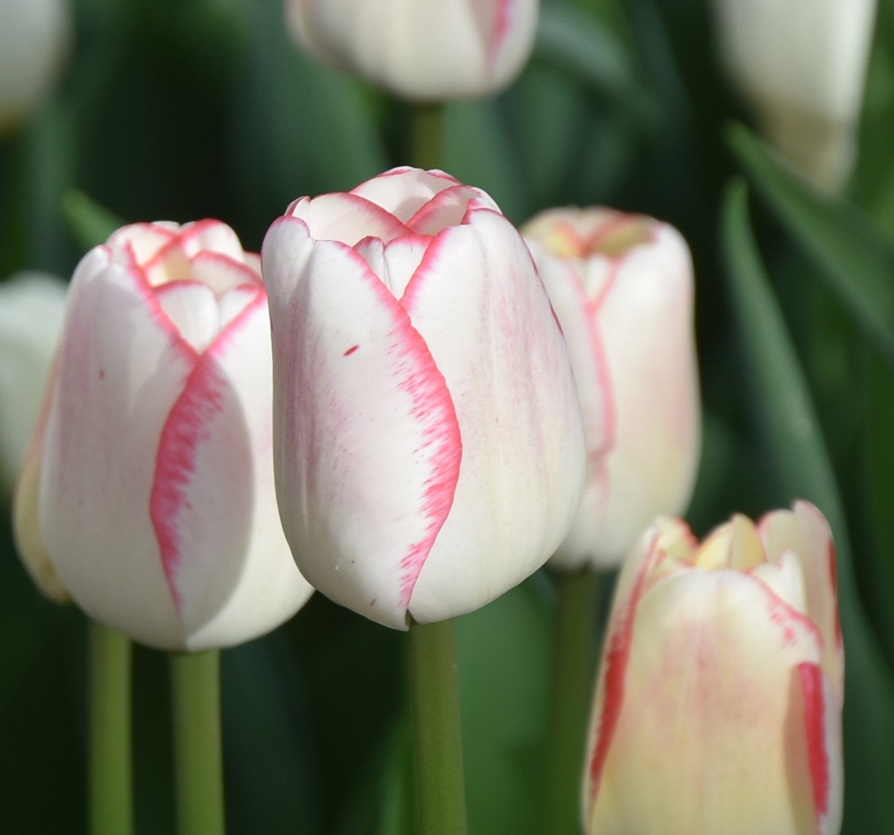 Tulipa Hugs and Kisses