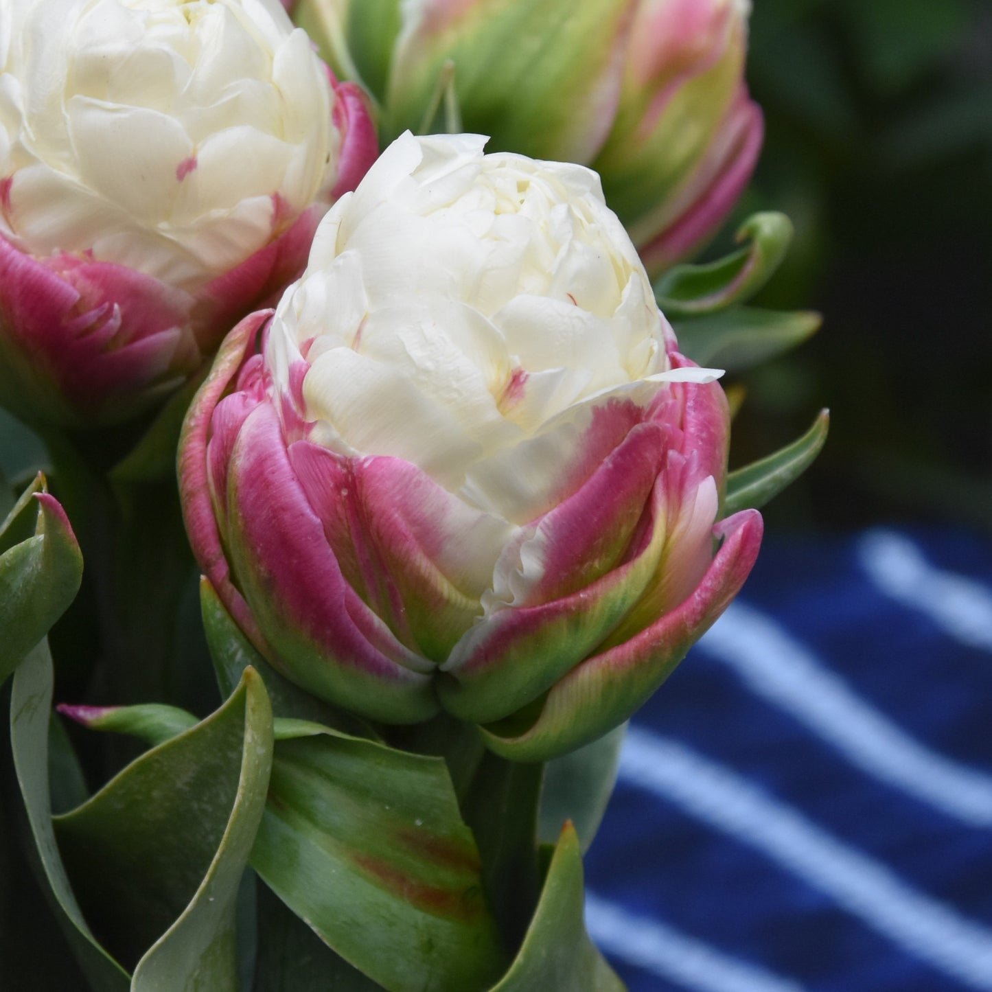 Tulipa Ice Cream