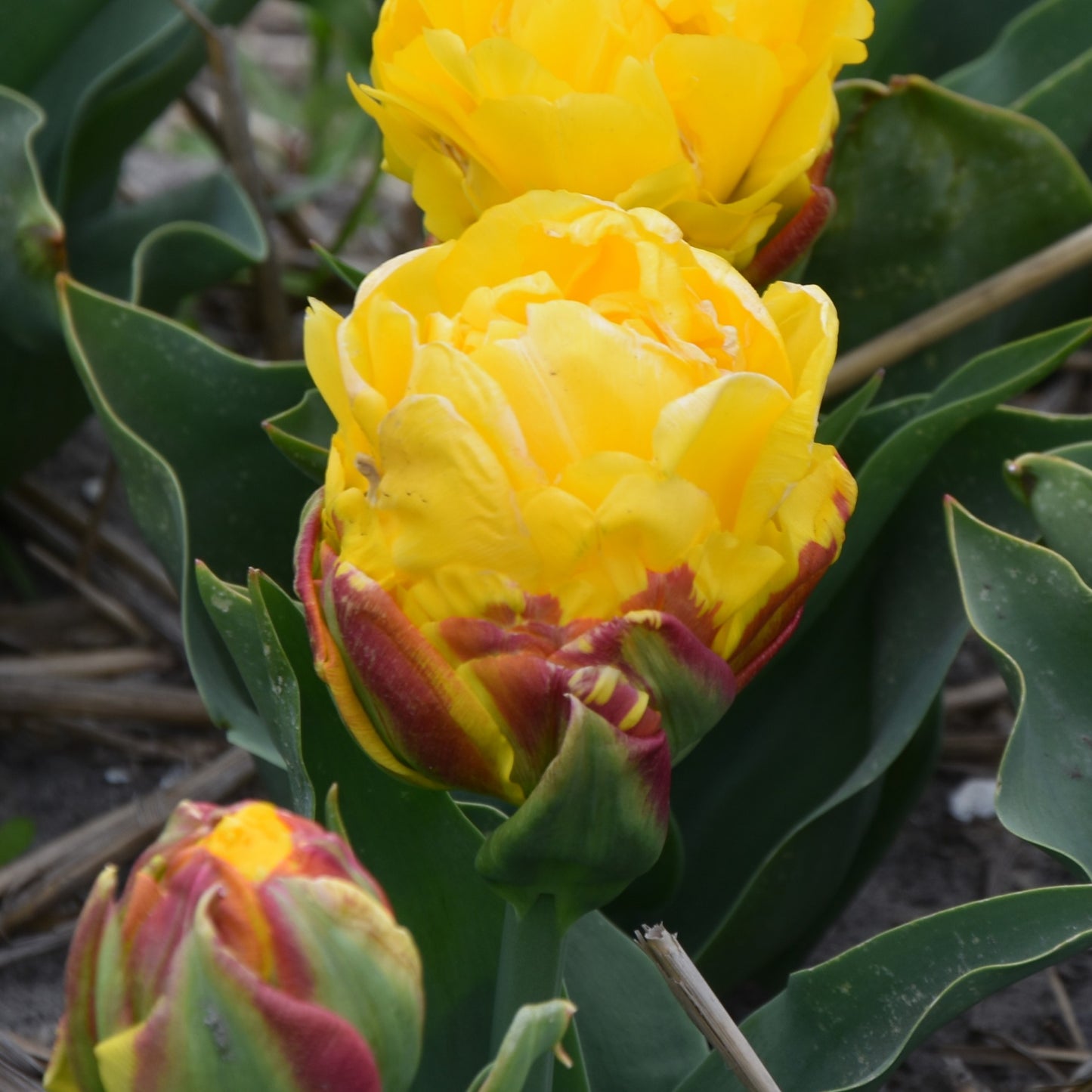 Tulipa Ice Cream Banana