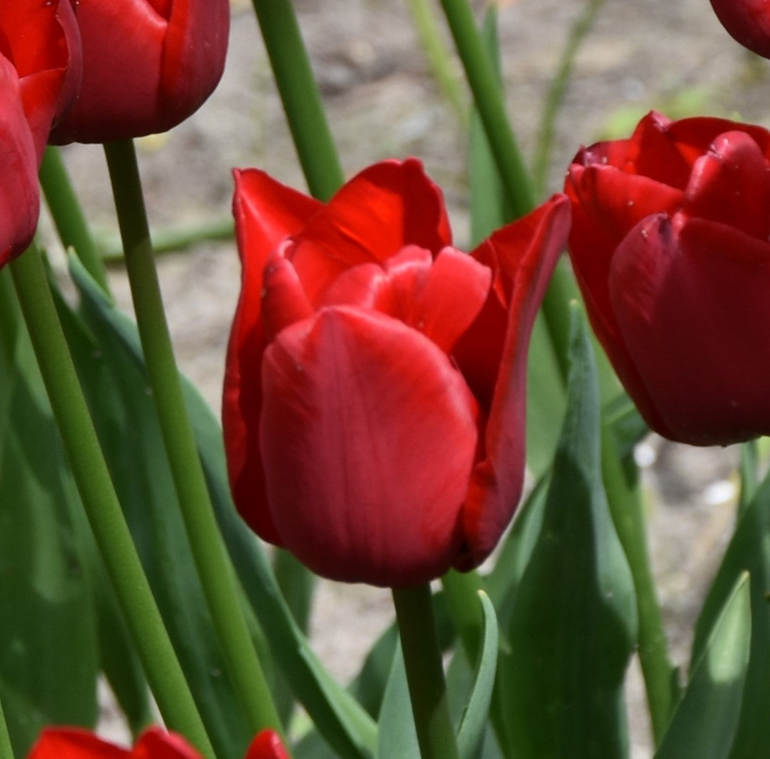 Tulipa Ile de France