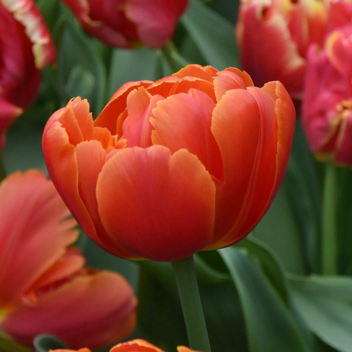 Tulipa Icoon