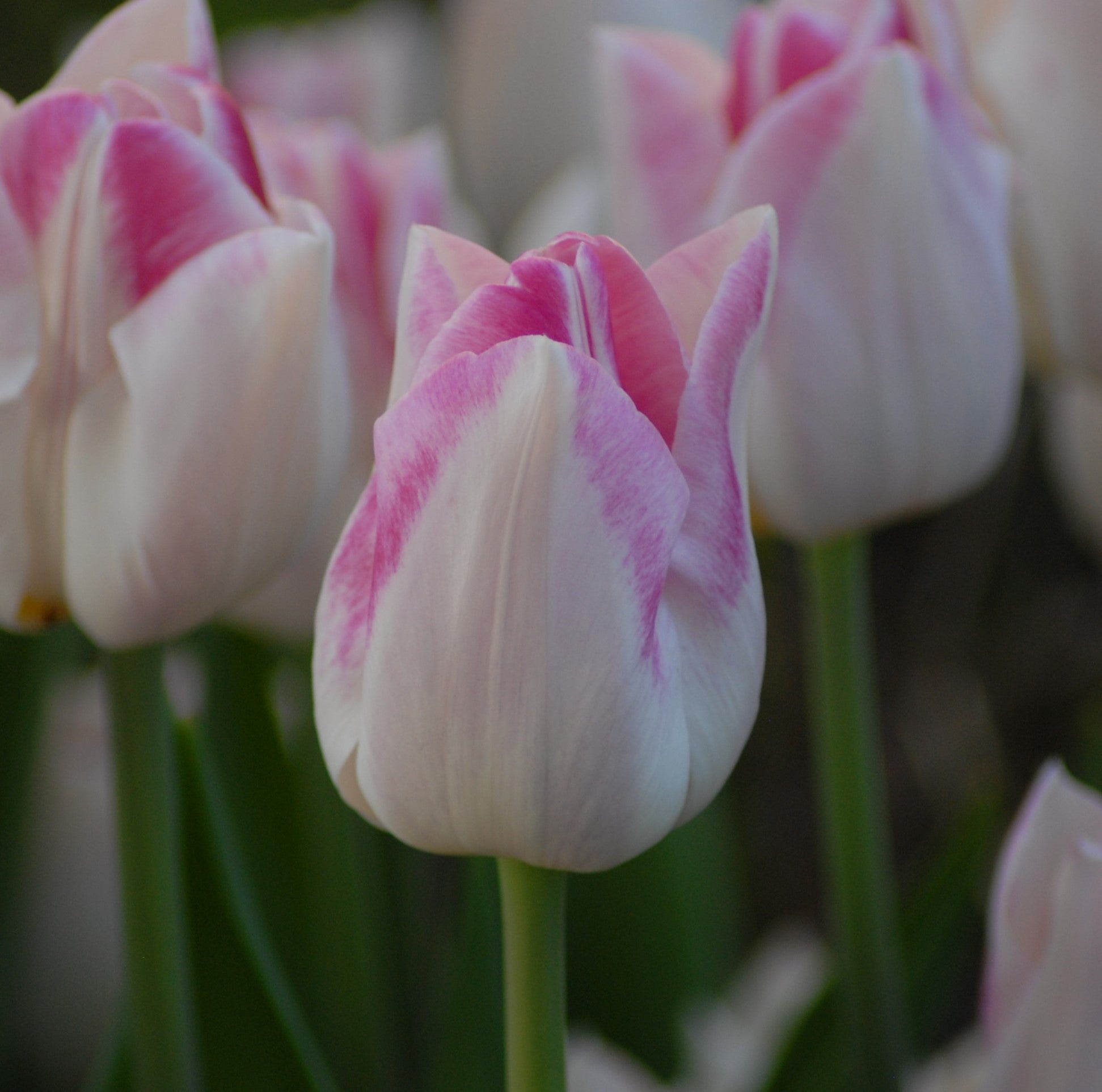 Tulipa Infinity