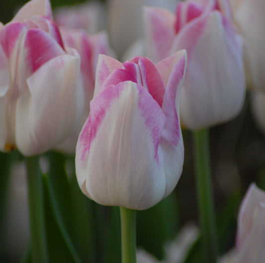 Tulipa Infinity