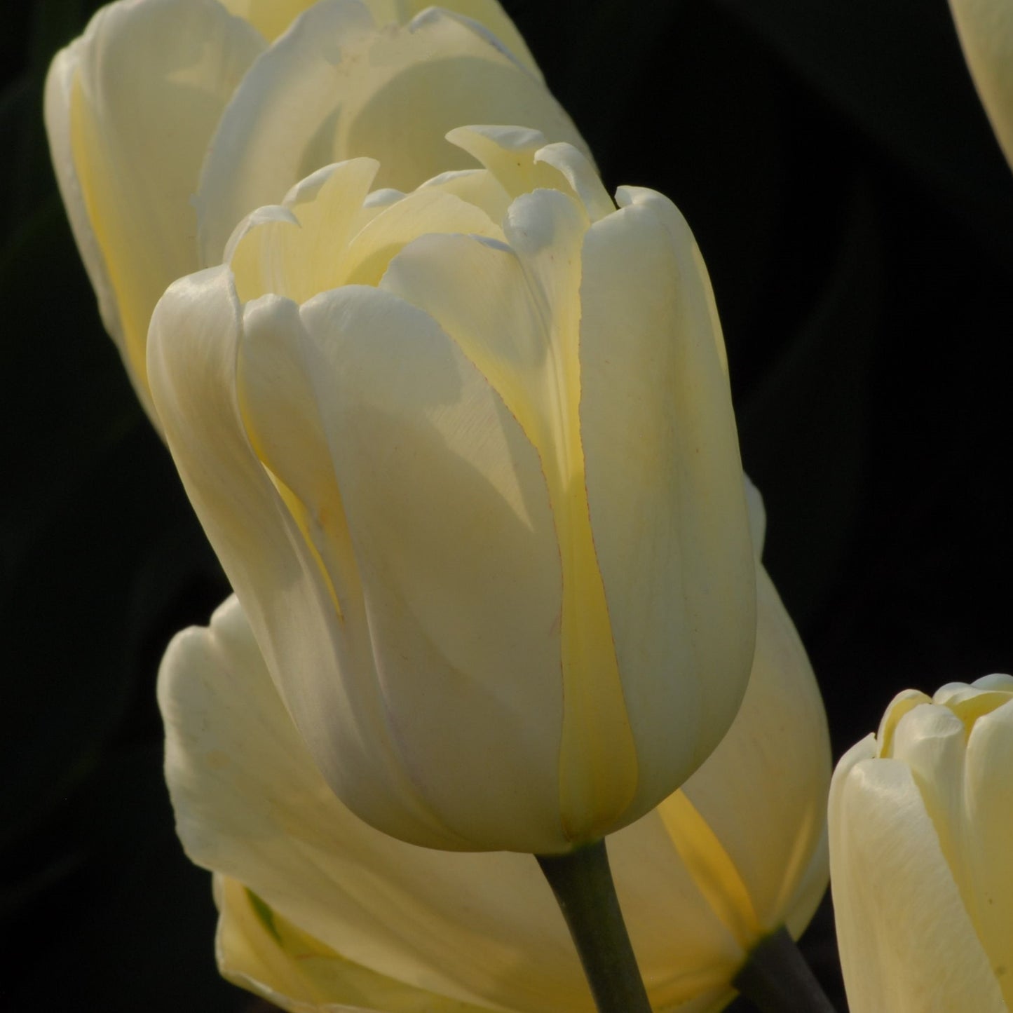Tulipa Ivory Floradale