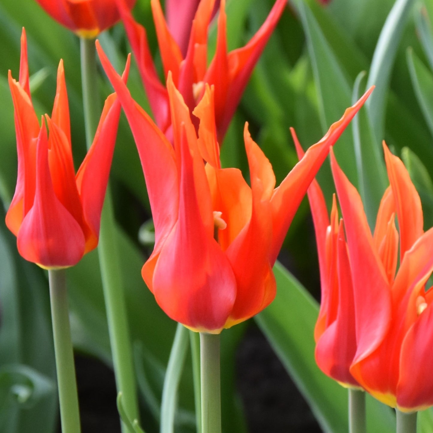 Tulipa Go Go Red