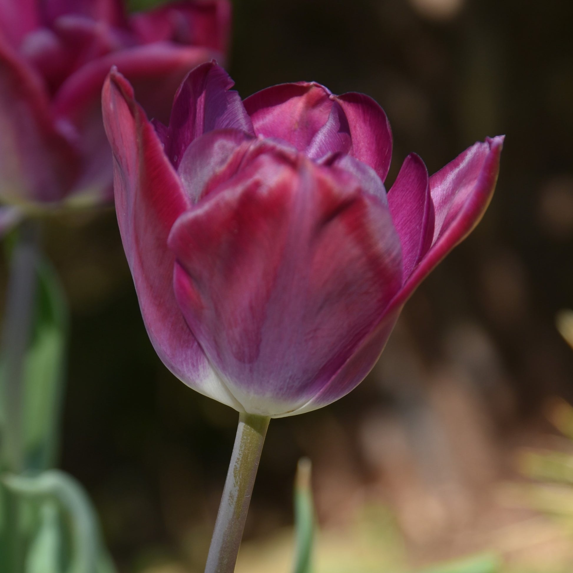 Tulipa Kansas Proud