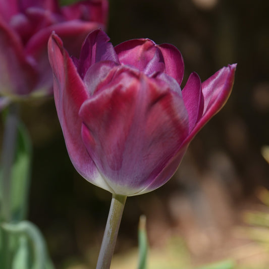Tulipa Kansas Proud