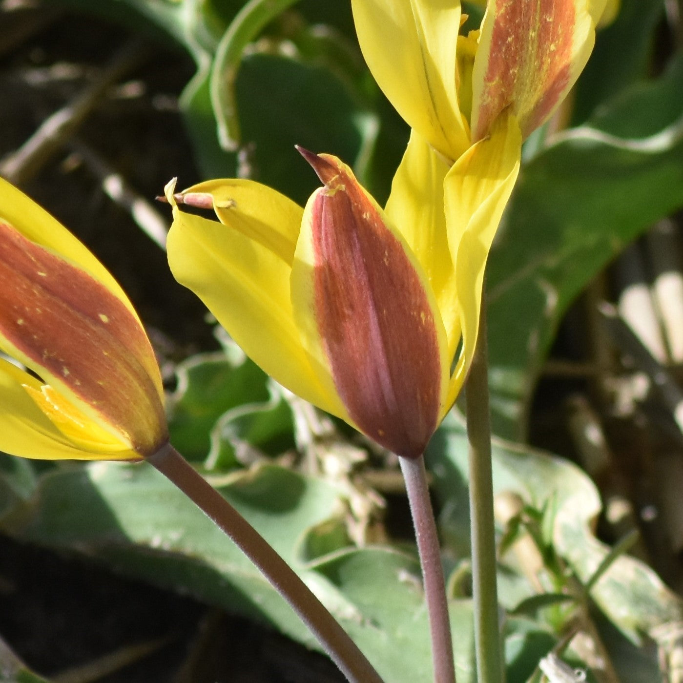 Tulipa kolpakowskiana
