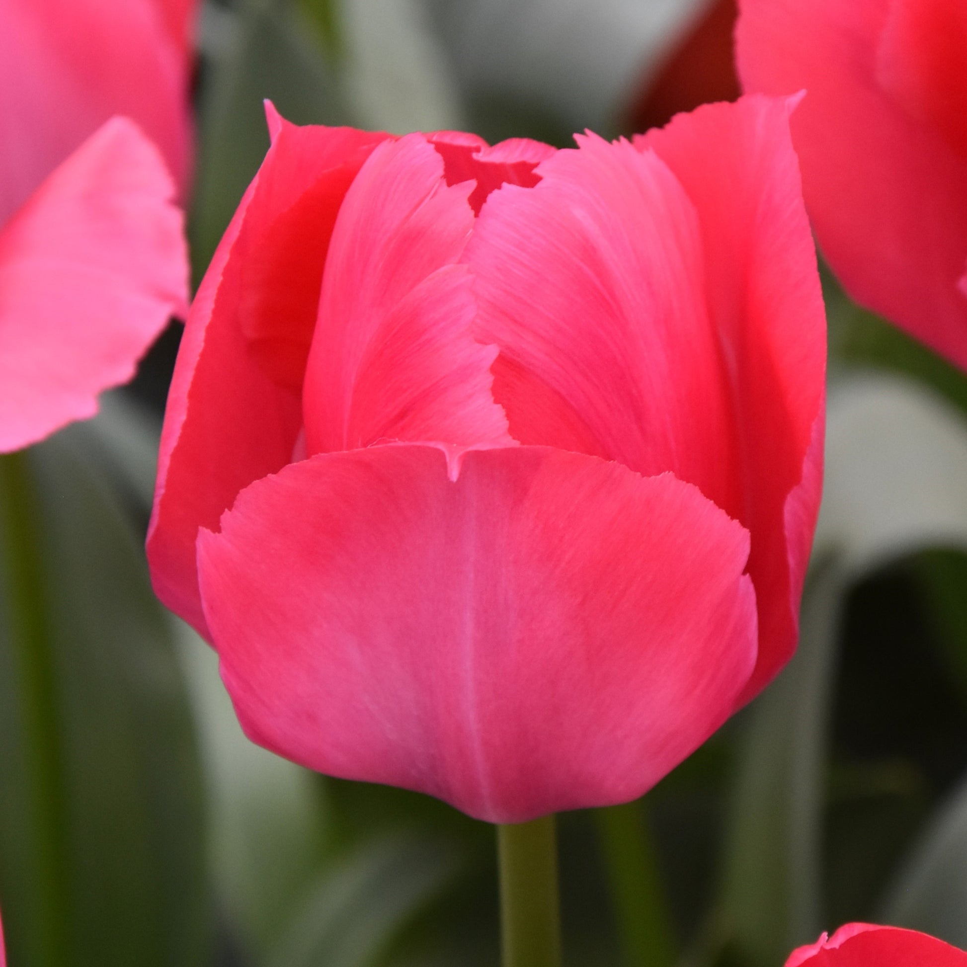 Tulipa Lady Van Eijk