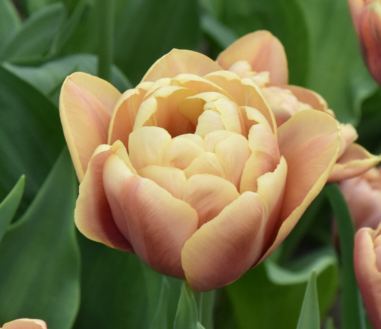 Tulipa La Belle Epoque