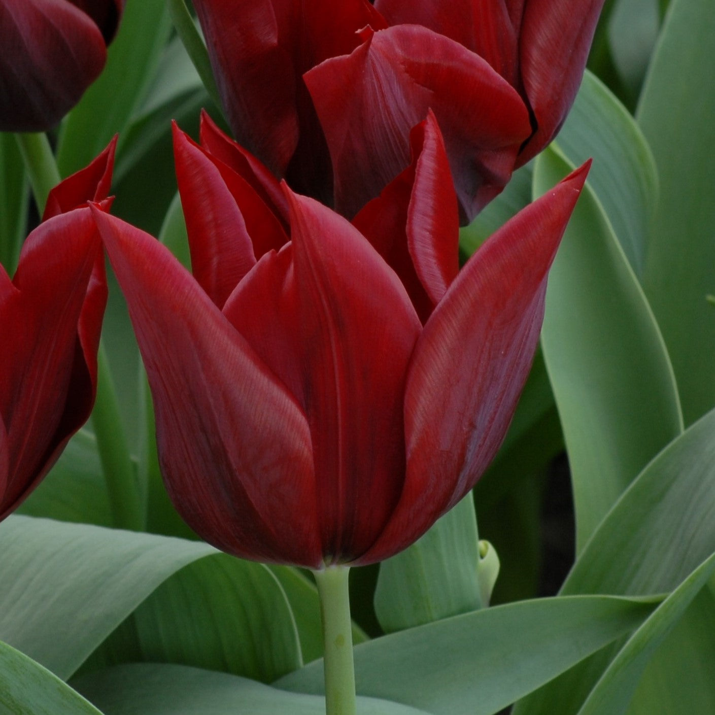 Tulipa Lasting Love