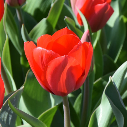 Tulipa Lucky One