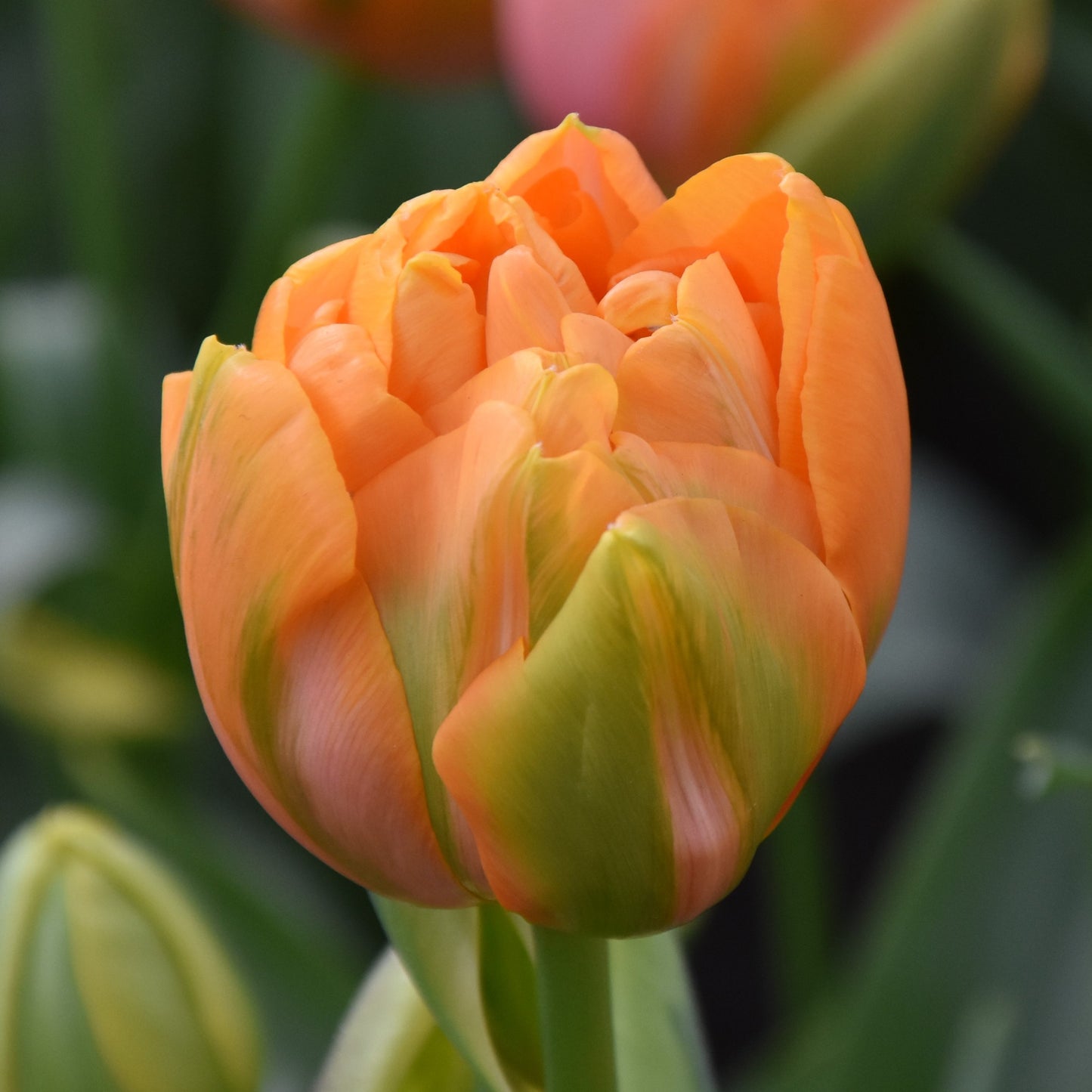 Tulipa Le Lavandou