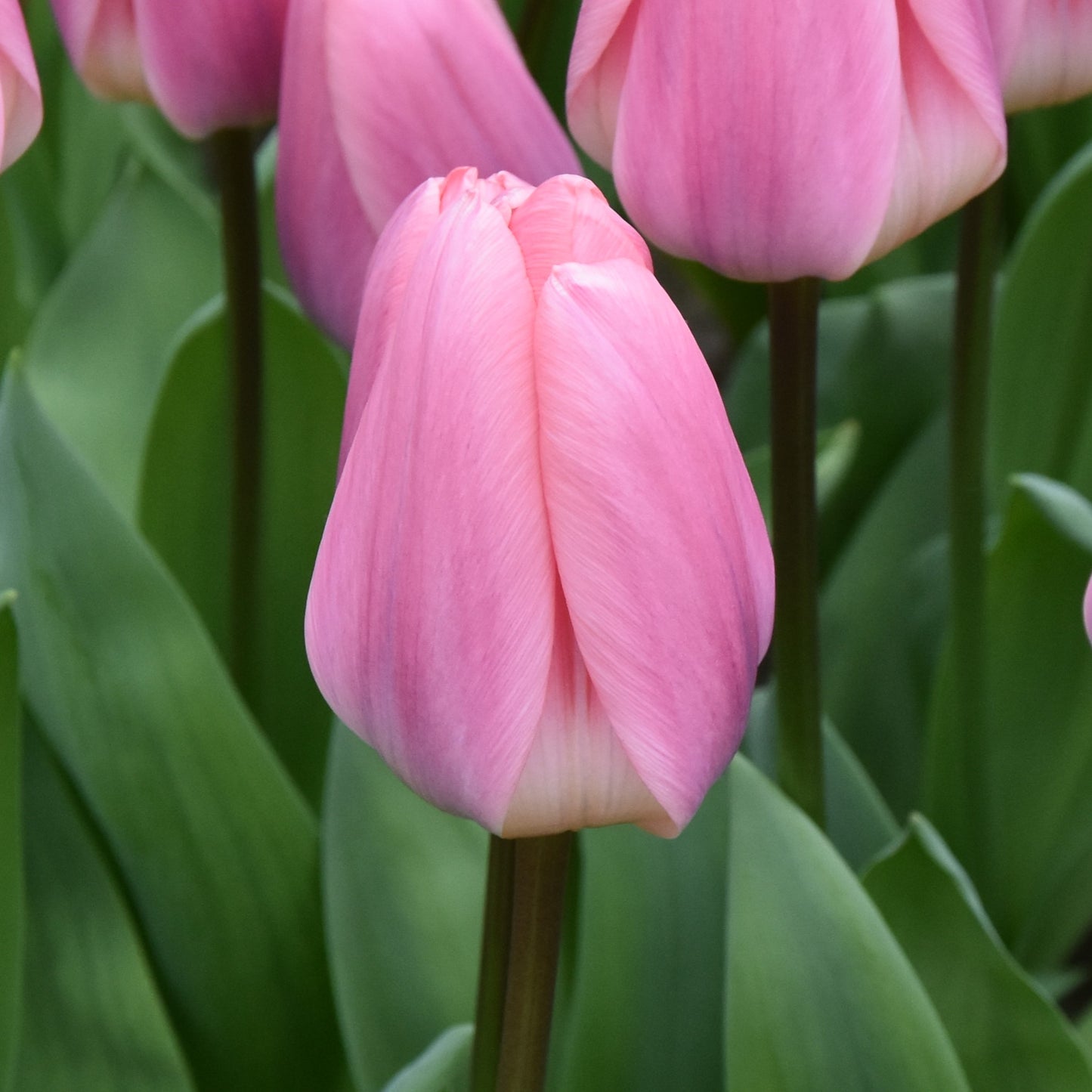Tulipa Light and Dreamy
