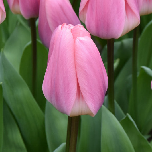 Tulipa Light and Dreamy