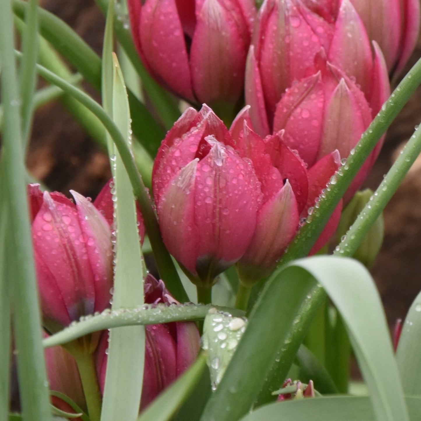 Tulipa Little Beauty