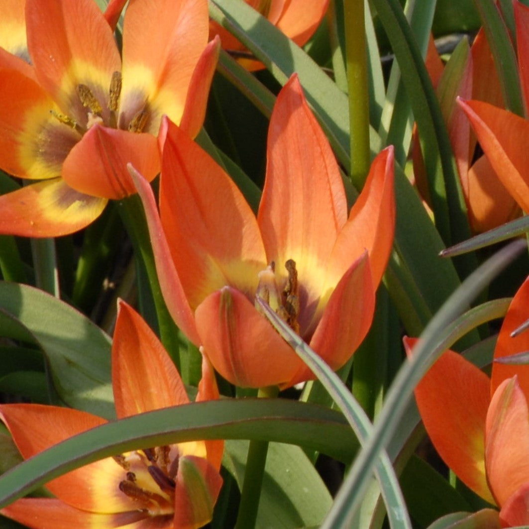 Tulipa Little Princess